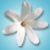 Tahiti50x50_button_28Feb11.gif