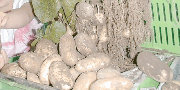 Potatoes New Zealand is promoting the ''humble potato''