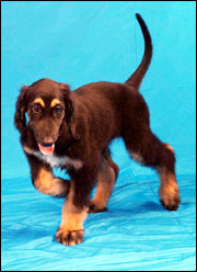 Snuppy, the first male dog cloned from adult cells by somatic nuclear cell transfer, is seen in this handout photo from Seoul released today. Picture / Reuters Snuppy, the first male dog cloned from adult cells by somatic nuclear cell transfer, is seen in this handout photo from Seoul released today. Picture / Reuters
