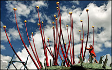 Quintin Strachan with the huge stamens. Picture / Kenny Rodger Quintin Strachan with the huge stamens. Picture / Kenny Rodger