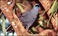 North Island kokako on Tiritiri Matangi Island. North Island kokako on Tiritiri Matangi Island.