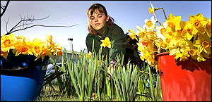Jordan Jeffcoat, 11, from Conifer Grove Primary School in Takanini, picks daffodils in the school grounds to raise funds for the Cancer Society. Picture / Paul Estcourt Jordan Jeffcoat, 11, from Conifer Grove Primary School in Takanini, picks daffodils in the school grounds to raise funds for the Cancer Society. Picture / Paul Estcourt