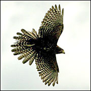 The karearea, or native falcon, is an endangered species which lives on parts of the Blairich Station in Marlborough. Picture / Alan Gibson The karearea, or native falcon, is an endangered species which lives on parts of the Blairich Station in Marlborough. Picture / Alan Gibson