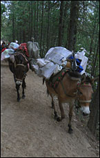 Mule train in Yunnan Mule train in Yunnan