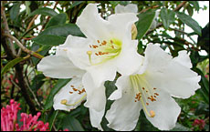 Taranaki rhododendrons are at their best this month. Taranaki rhododendrons are at their best this month.