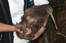 The mature female has been banded and released into a predator-free location in the Upper Kerikeri River catchment. The mature female has been banded and released into a predator-free location in the Upper Kerikeri River catchment.