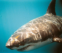 A great white shark off Gisborne in 2000. Picture / Boyd McGregor A great white shark off Gisborne in 2000. Picture / Boyd McGregor