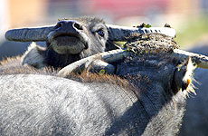 Asian water buffalo at Ruakura. Photo / Sarah Ivey Asian water buffalo at Ruakura. Photo / Sarah Ivey