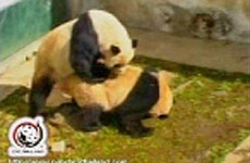 Screen grab of the video shown to under-amorous panda Chuang Chuang. Screen grab of the video shown to under-amorous panda Chuang Chuang.