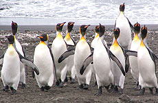 King penguins' wide-ranging fishing lifestyle contains vital clues to the state of fish stocks in the Southern Ocean. Photo / Lewis Halsey King penguins' wide-ranging fishing lifestyle contains vital clues to the state of fish stocks in the Southern Ocean. Photo / Lewis Halsey
