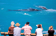 The Head of Bight is one of the best places in the world to see the southern right whales. Photo / SATC The Head of Bight is one of the best places in the world to see the southern right whales. Photo / SATC