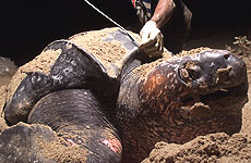 Poaching has led to a severe decline in Pacific leatherback turtle populations. Photo / Reuters Poaching has led to a severe decline in Pacific leatherback turtle populations. Photo / Reuters
