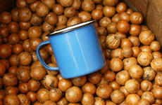 Macadamia nuts are the only commercially grown bush food. Macadamia nuts are the only commercially grown bush food.