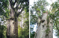 Te Matua Ngahere, thought to be about 2000 years old, lost its central leader in the storm when a rata tree was blown off its perch. Before the storm (left) and after (right). Te Matua Ngahere, thought to be about 2000 years old, lost its central leader in the storm when a rata tree was blown off its perch. Before the storm (left) and after (right).
