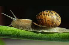 Many Kiwi broadband subscribers are using the internet at snail's pace. Photo / John Stone Many Kiwi broadband subscribers are using the internet at snail's pace. Photo / John Stone
