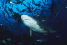 Nerves of steel are needed to get close enough to feed these mean-eaters. Photo / Michael O'Neill Nerves of steel are needed to get close enough to feed these mean-eaters. Photo / Michael O'Neill