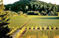 The Napa Valley is a wine-lover's paradise. The Napa Valley is a wine-lover's paradise.