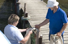 A Pelorus Sound resident heads out on the jetty to greet the mail boat. Photo / Steve Sole A Pelorus Sound resident heads out on the jetty to greet the mail boat. Photo / Steve Sole