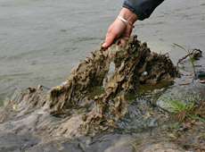 Didymo is also known as 'rocksnot'. Didymo is also known as 'rocksnot'.