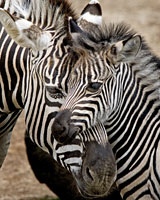 Itika stays close to her baby boy in their enclosure at Auckland Zoo. The foal's father died last month. Photo / Kenny Rodger Itika stays close to her baby boy in their enclosure at Auckland Zoo. The foal's father died last month. Photo / Kenny Rodger