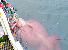 If this 450kg squid was turned into calamari, its rings would be as big as tractor tyres. Photo / NZ Ministry of Fisheries If this 450kg squid was turned into calamari, its rings would be as big as tractor tyres. Photo / NZ Ministry of Fisheries