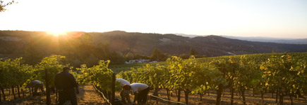 Napa Valley, only a couple of hours from San Francisco, is one of California's most popular destinations. Photo / Supplied Napa Valley, only a couple of hours from San Francisco, is one of California's most popular destinations. Photo / Supplied