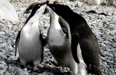 Adelie penguins perform their feeding dance at Brown Bluff in Antarctica. Photo / Jim Eagles Adelie penguins perform their feeding dance at Brown Bluff in Antarctica. Photo / Jim Eagles