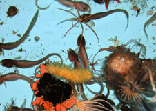 Antarctic marine life. Photo / NIWA Antarctic marine life. Photo / NIWA