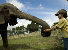 Circus Loritz was right to chain a four-tonne elephant to its trailor before the evening shows, says the SPCA. Photo / Dean Purcell Circus Loritz was right to chain a four-tonne elephant to its trailor before the evening shows, says the SPCA. Photo / Dean Purcell