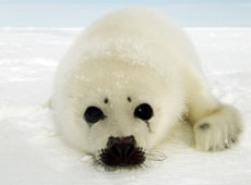 The EU is considering trade sanctions against Canada, which has approved the culling of 275,000 young harp seals. Photo / Reuters The EU is considering trade sanctions against Canada, which has approved the culling of 275,000 young harp seals. Photo / Reuters