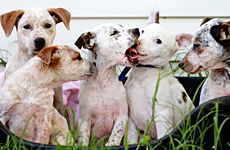 Five rescued puppies waiting for new homes. Photo / Bay of Plenty Times Five rescued puppies waiting for new homes. Photo / Bay of Plenty Times