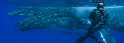 A diver beside a mother and her calf puts these beasts' scale into perspective. Photo / Whale Watch Vava'u A diver beside a mother and her calf puts these beasts' scale into perspective. Photo / Whale Watch Vava'u