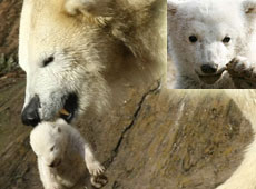 Mum Vera carries her last surviving polar cub, and inset, Knut. Photo / Reuters Mum Vera carries her last surviving polar cub, and inset, Knut. Photo / Reuters
