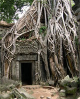 Ta Prohm, entangled in trees and vines, has an eerie aura. Photo / Jim Eagles Ta Prohm, entangled in trees and vines, has an eerie aura. Photo / Jim Eagles