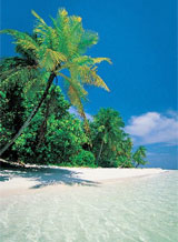 Palm trees, white sand, clear blue sea. Anything else required? Photo / Supplied Palm trees, white sand, clear blue sea. Anything else required? Photo / Supplied