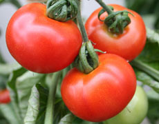 Healthy tomatoes. Photo / Supplied Healthy tomatoes. Photo / Supplied