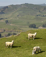 Photo / Hawkes Bay Today Photo / Hawkes Bay Today