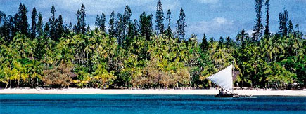 Just 14km wide and 18km long, the Isle of Pines is covered with soaring araucaria pines and white beaches . Just 14km wide and 18km long, the Isle of Pines is covered with soaring araucaria pines and white beaches .