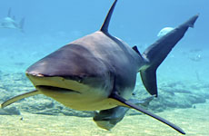 A Bronze Whaler shark A Bronze Whaler shark