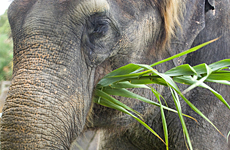 Auckland Zoo. Photo / Paul Estcourt Auckland Zoo. Photo / Paul Estcourt