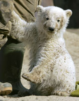 Polar bear cub Knut plays at an enclosure in Berlin zoo. Photo / Reuters Polar bear cub Knut plays at an enclosure in Berlin zoo. Photo / Reuters