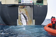 A dead baby minke and adult whale are hauled up the slipway of a whaler in this picture supplied by the Australian Customs Service. A dead baby minke and adult whale are hauled up the slipway of a whaler in this picture supplied by the Australian Customs Service.