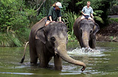 Burma (left) and Kashin, if still alive, will welcome friends between 2011 and 2015. Burma (left) and Kashin, if still alive, will welcome friends between 2011 and 2015.