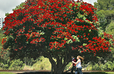 Pohutukawa will be exposed to the chainsaw under the Government's proposed law change. Photo / Paul Estcourt Pohutukawa will be exposed to the chainsaw under the Government's proposed law change. Photo / Paul Estcourt