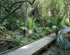 Maungatautari ecological island. Photo / Supplied Maungatautari ecological island. Photo / Supplied