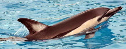 Marineland's last performing dolphin Kelly (pictured) died last September. Photo / Hawke's Bay Today Marineland's last performing dolphin Kelly (pictured) died last September. Photo / Hawke's Bay Today