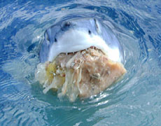 After eating snapper from the fishermen's lines, the shark found the berley bag and devoured it as Malcolm Frith took its photo. Photo / Supplied After eating snapper from the fishermen's lines, the shark found the berley bag and devoured it as Malcolm Frith took its photo. Photo / Supplied