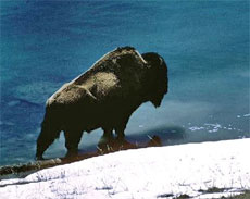 You may be lucky enough to encounter buffalo on your tour of Yellowstone National Park. Photo / Supplied You may be lucky enough to encounter buffalo on your tour of Yellowstone National Park. Photo / Supplied