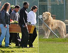 L: Pallbearers pass the lion enclosure with Dalu Mncube's coffin. R: A lion stands as if at attention. Photos / Brett Phibbs L: Pallbearers pass the lion enclosure with Dalu Mncube's coffin. R: A lion stands as if at attention. Photos / Brett Phibbs