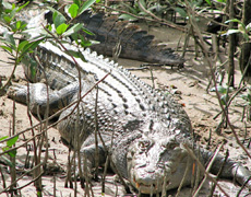Hermes is breeding its own crocodiles to meet the demand for its exotic-skin bags. Photo / Supplied Hermes is breeding its own crocodiles to meet the demand for its exotic-skin bags. Photo / Supplied